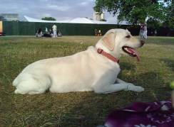 Daisy in Hyde Park listening to Bruce Springsteen Daisy in Hyde Park listening to Bruce Springsteen