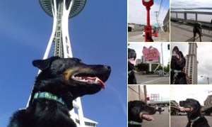 View Milo on the iconic tour of Seattle