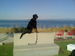Milo overlooking the Puget Sound