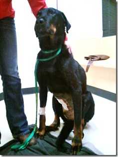 Milo after yarn removal