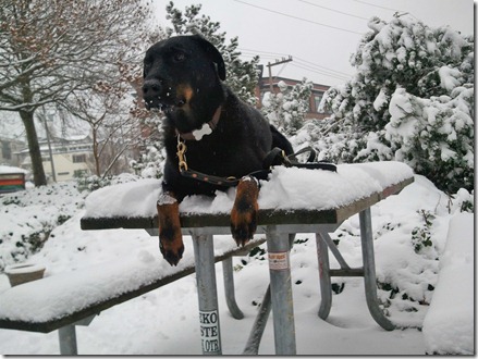 Milo on a snowy picnic table