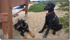 Beauceron and Busby
