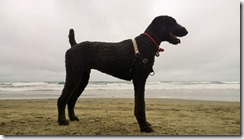 Busby is King of the Beach